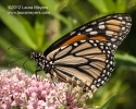 Monarch Butterfly