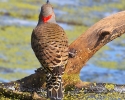 Northern Flicker