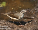 Northern Waterthrush
