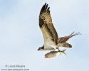 Osprey in Flight with Fish