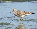 Pectoral Sandpiper