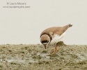 Semipalmated Plover