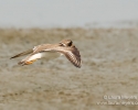 Semipalmated Plover in Flight
