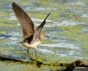 Solitary Sandpiper
