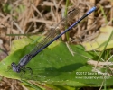 Variable Dancer Damselfly (Argia fumipennis)