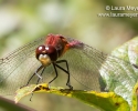 White-faced Meadowhawk Male Dragonfly