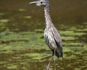 Yellow-Crowned Night-Heron Immature