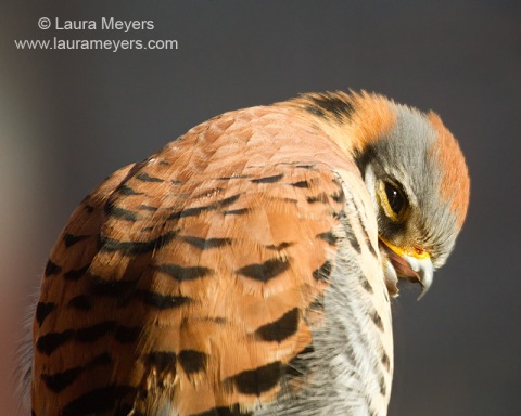 American Kestrel