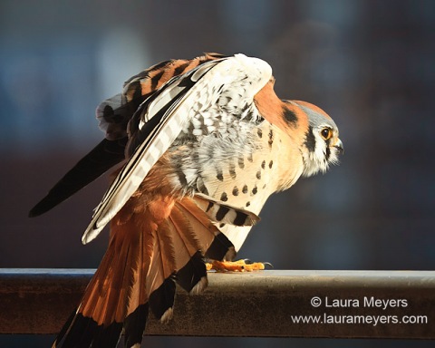 American Kestrel
