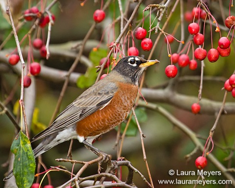American Robin in Crab Apple Tree