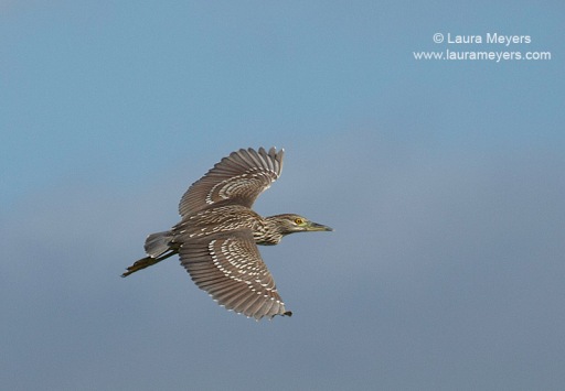 Black-crowned Night-Heron in Flight