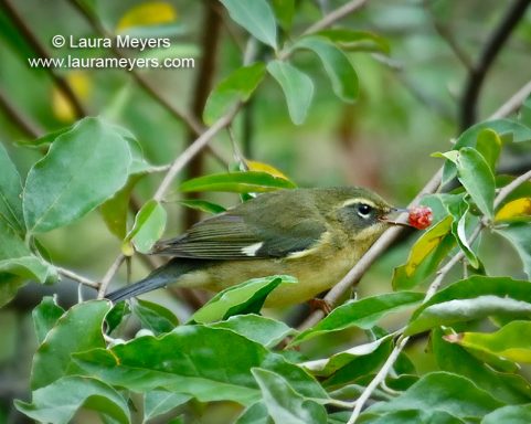 Black-throated Blue Warbler Female