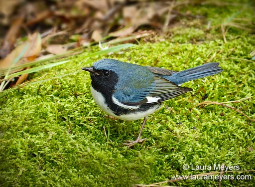 Black-throated Blue Warbler Male