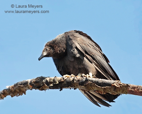 Black Vulture on Tree