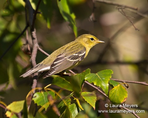 Blackpoll Warbler Fall Plumage