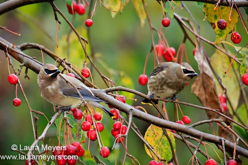 Cedar Waxwings