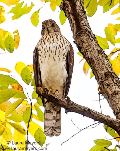 Cooper\'s Hawk