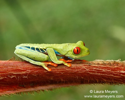 Red-eyed Tree Frog