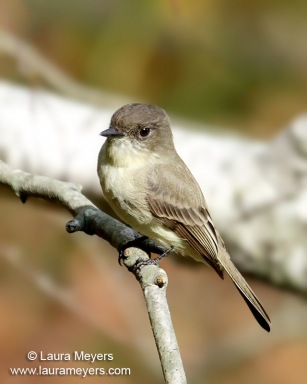 Eastern Phoebe