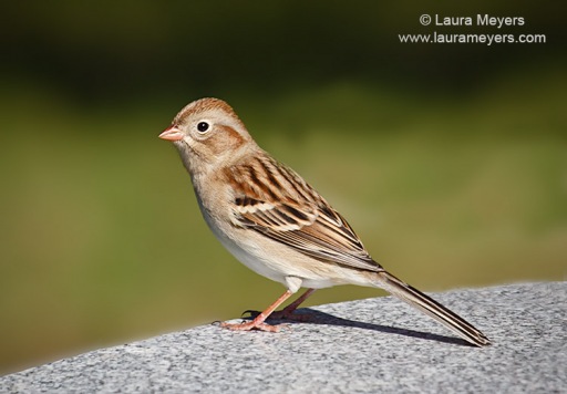 Field Sparrow