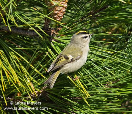 Golden-crowned Kinglet