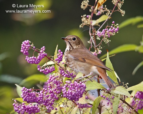 Hermit Thrush on Beautiful Purple Berry Bush