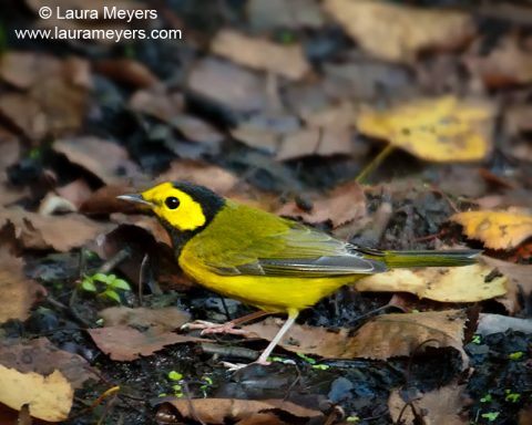 Hooded Warbler