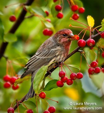 House Finch Male