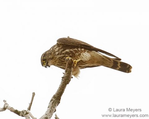 Merlin on Branch