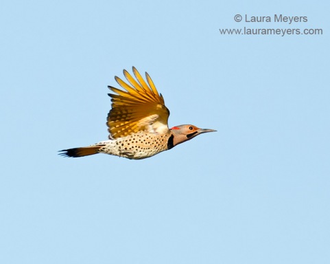 Northern Flicker in Flight