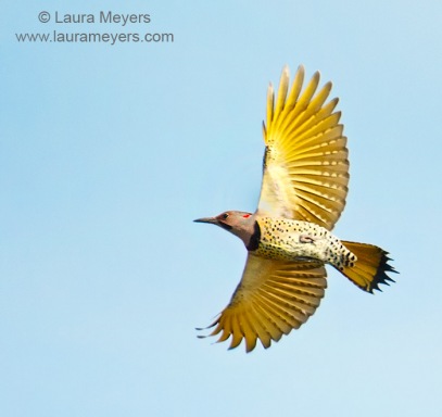 Northern Flicker
