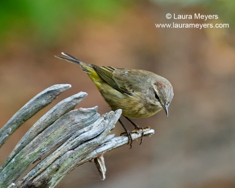 Palm Warbler