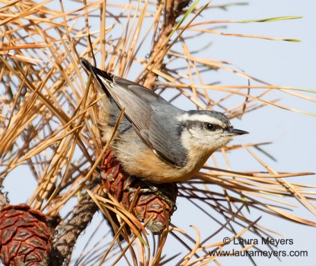 Red-breasted Nuthatch