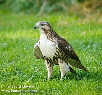 Red-tailed Hawk Juvenile