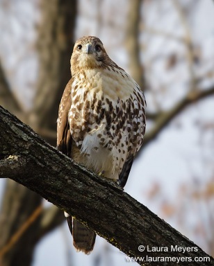 Red-tailed Hawk
