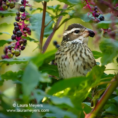 Rose-breasted Grosbeak Female