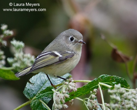Ruby-crowned Kinglet