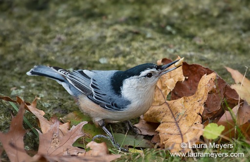 White-breasted Nuthatch