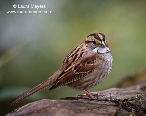 White-throated Sparrow