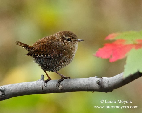 Winter Wren