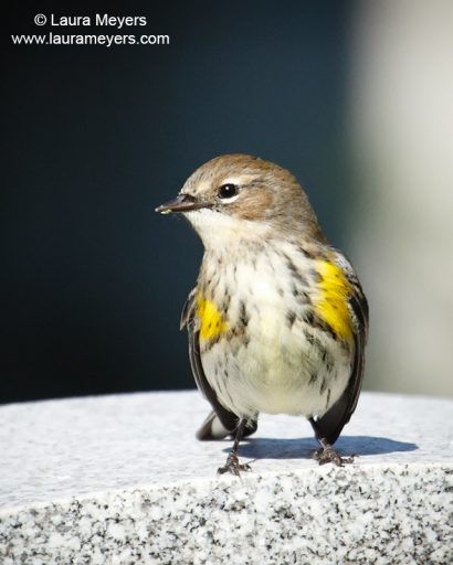 Yellow-rumped Warbler Adult Female
