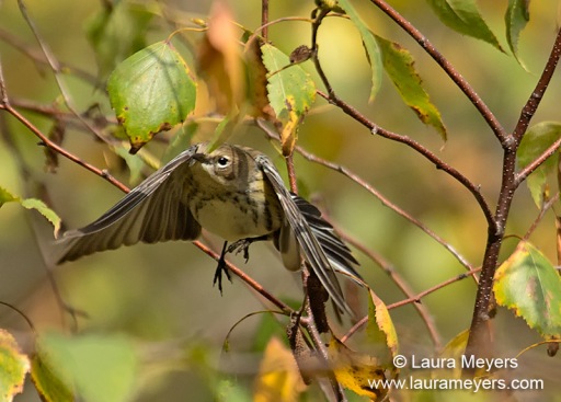 Yellow-rumped Warbler