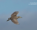 Black-crowned Night-Heron in Flight
