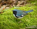 Black-throated Blue Warbler Male