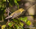 Blackpoll Warbler Fall Plumage