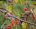 Cedar Waxwings