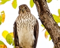 Cooper\'s Hawk