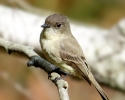 Eastern Phoebe