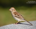 Field Sparrow
