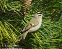 Golden-crowned Kinglet